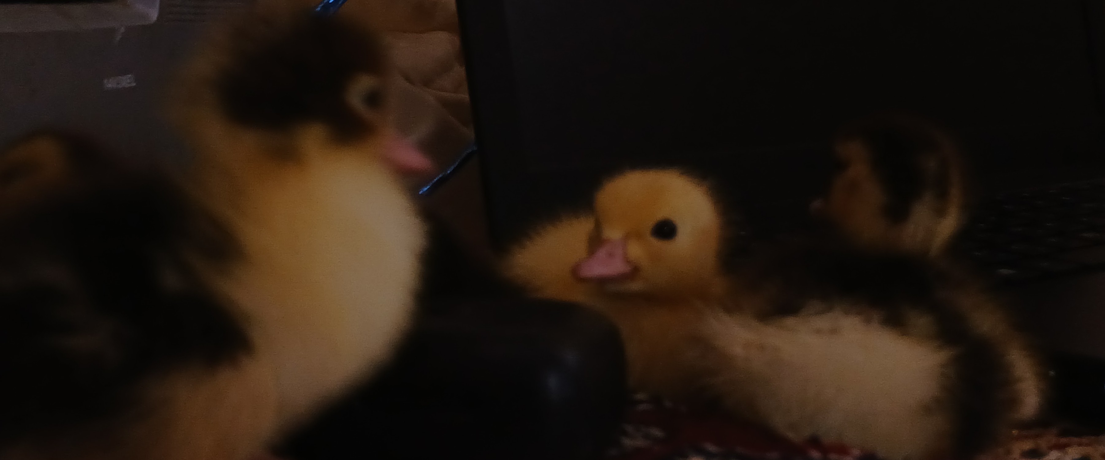 a little duck