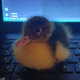 Amber the duck